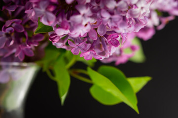 Naklejka na ściany i meble Lilac macro background. Beautiful purple flowers water droplets close-up. Selective focus, blurred foliage background. The concept of freshness, spring flowering, romance. The tenderness of nature.