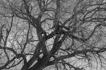 crooked tree branches in black and white
