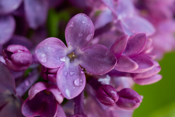 Lilac macro background. Beautiful purple flowers water droplets close-up. Selective focus, blurred foliage background. The concept of freshness, spring flowering, romance. The tenderness of nature.