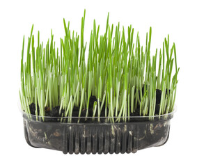 Green grass isolated on white background.