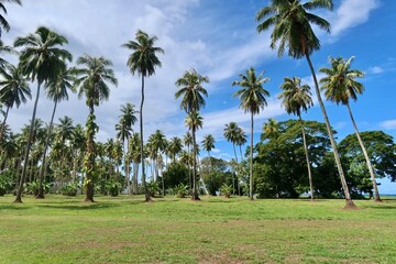 Fototapeta premium palm trees on the beach