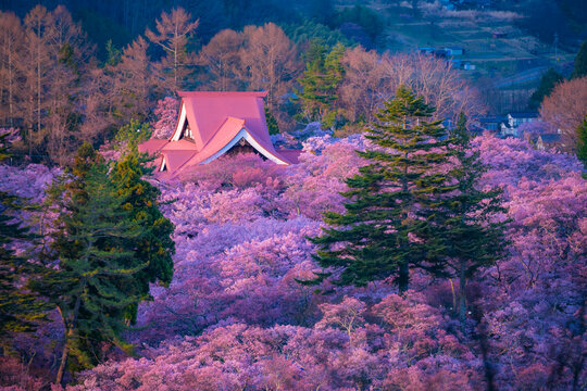 高遠城址公園桜images Browse 593 Stock Photos Vectors And Video Adobe Stock 高遠城址公園桜images Browse 593 Stock Photos Vectors And Video Adobe Stock