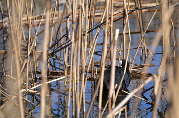 Eurasian coot in the reed