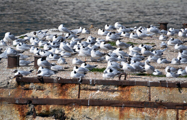 Seagulls and terns sitting on the old pier