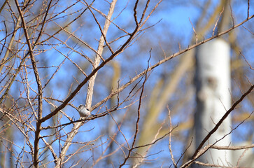Long-tailed tit sitting on the tree