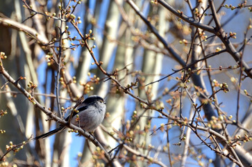Long-tailed tit sitting on the tree