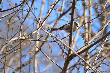 Long-tailed tit sitting on the tree