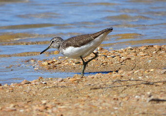 Green sandpiper on the lake shore