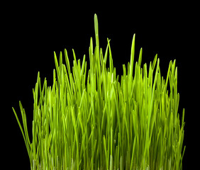 Fototapeta na wymiar Green grass wheat sprouts isolated on black background.