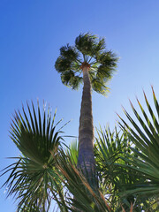 Bottom view of a palm tree against a blue, cloudless sky.