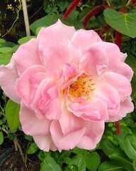 pink rose bush