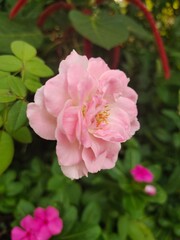 pink rose bush