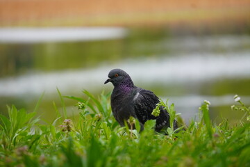 鳩２