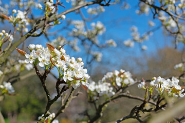 Blühende Nashi-Birne, Pyrus pyrifolia, im Frühling