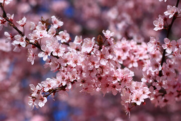 Cherry Blossom - Kirschblüte 