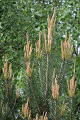 Young pine shoots used for making pine syrup, a blurred birch in the background