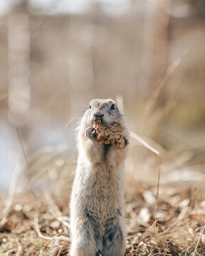 gopher, ground squirrel, suslik close-up eats grain bread