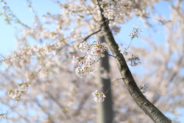 Cherry Blossom blooms