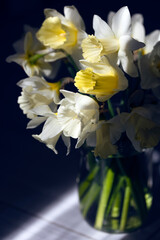 bouquet of daffodils on a dark background