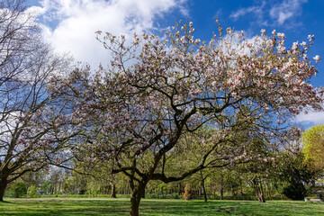 Frühling und blühender Baum in einem Park in Bad Hamm