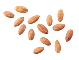 Dogwood dogwood seeds (Cornus mas) isolated on white background.