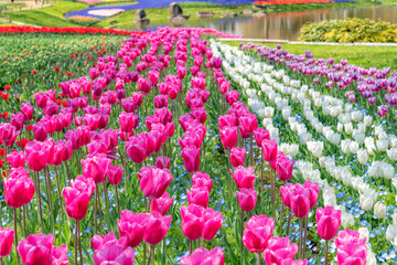 チューリップ　　花　　　tulips
flowers