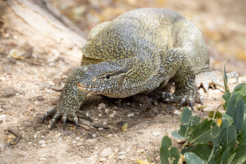 Obraz premium Ein ca 1,5 m langer Nilwaran frontal auf Waldboden