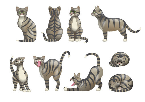 Tabby cat (most heads and tails are interchangeable)