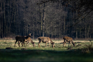 Red Deer (Cervus elaphus) grazing in a field. Kampinos National Park, Poland.