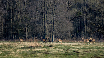 Obraz na płótnie Canvas Red Deer (Cervus elaphus) grazing in a field. Kampinos National Park, Poland.