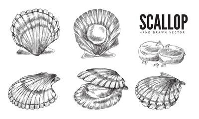 Scallop mollusk in shell hand drawn engraving vector illustrations set isolated.