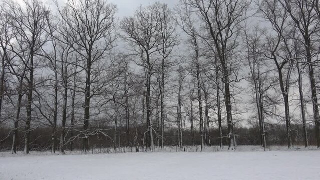 Trees without leaves in winter, snowy sky