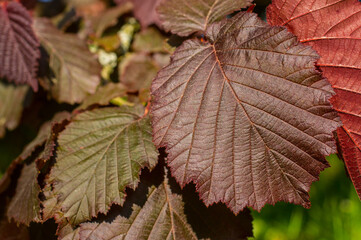 Südfriedhof Leipzig