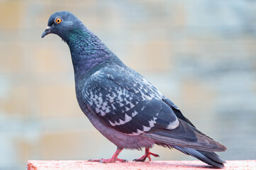 Portrait of a pigeon close up.