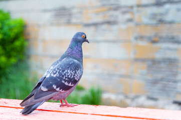 Portrait of a pigeon close up.