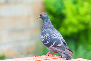 Portrait of a pigeon close up.