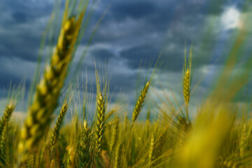 agricultural field with green wheat sprouts, dramatic spring landscape on cloudy day, overcast sky as background