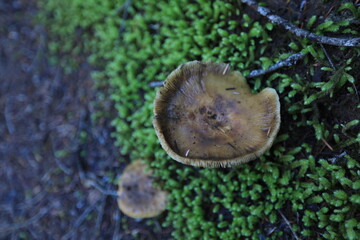 cute mushroom in washingtoon state