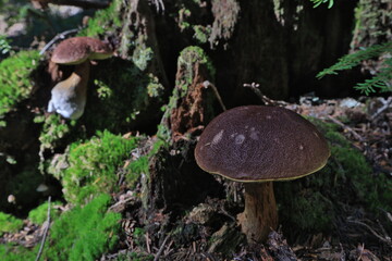 Fototapeta premium cute mushroom in washingtoon state