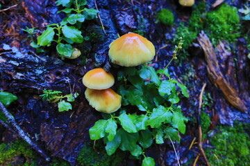 cute mushroom in washingtoon state