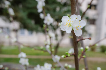 macro fruit tree spring blossom. beautiful natural background