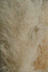 macro pampas grass natural background
