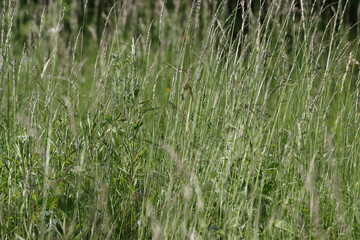Grass growing in the field.