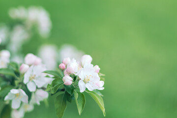 Selective soft focus of close up of bright flowering apple tree branch with white flowers on blurred green leaves bokeh background. Floral nature spring blossom design, copy space for text overlay. 