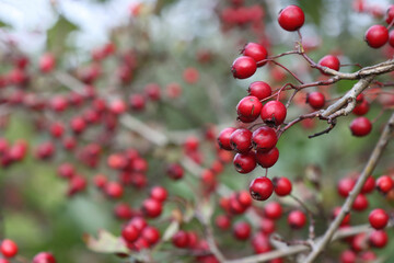 Hawthorn tree branch with fruits.