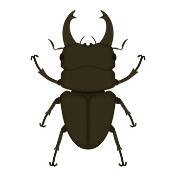 クワガタムシ Images Browse 1 409 Stock Photos Vectors And Video Adobe Stock