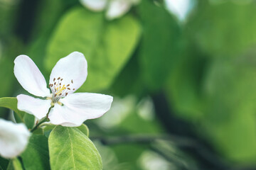 Selective soft focused close up of flowering apple tree branch with white flower on blurred bright green leaves bokeh background. Floral nature spring blossom design, copy space for text overlay. 