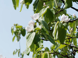 Cydonia oblonga - Pommier de Cydon ou cognassier aux fleurs solitaires, pétales blancs tachés de rose pâle sur des rameaux gris-tomenteux couvert de feuilles ovales, pointues et glabres