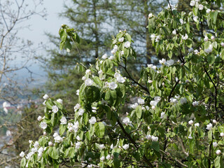 Pommier de Cydon ou cognassier &agrave; fruits aux rameaux gris-tomenteux &agrave; floraison printani&egrave;re blanc-ros&eacute; (Cydonia oblonga)