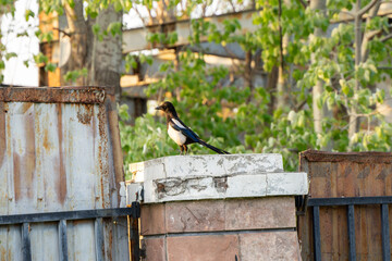 magpie standing on the guardrail little magpie